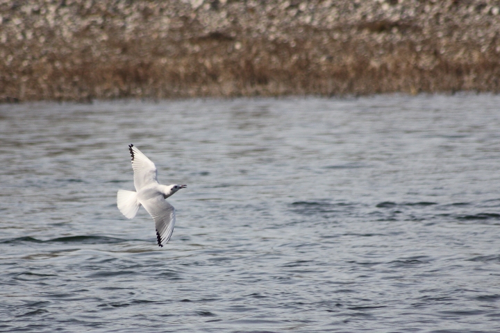 uccelli del fiume Ticino